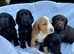 Cocker spaniel puppies
