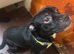 Male staffy cross frenchie