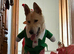 1 yr old German Shepard