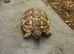Hermanns tortoise