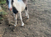 Cob cross Dartmoor colt foal