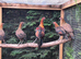 Red jungle fowl