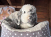 Mini lop doe 18 months