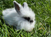 MiniLion Lop Bunnies