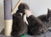 Pure Russian Blue kittens for sale