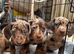 Dapple dachshunds