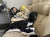 Greyhound x Border Collie
