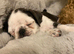 Beautiful blue & white panda pug girl