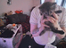 7 Lovely fluffy ragdoll/Scottish fold kittens