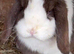 Beautiful Chocolate Split Female Mini Lop looking for a living home