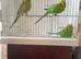 3 cock budgies for sale