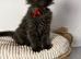 Adorable Maine Coon kittens
