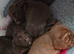 KC REG WORKING COCKER SPANIELS