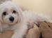LAST F1 Apricot & Cream Maltipoo Puppies