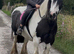 For sale Suzy 14hh lovely cob mare