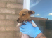 Traditional miniature Jack Russell