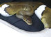 True Pied Ball Python Breeder Female (65%)