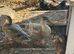 Miniature Silver Appleyard ducks