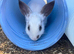 Female Rabbits