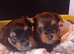 YORKSHIRE TERRIER PUPPIES BOYS AND GIRLS.