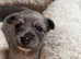 New Born Chihuahuas