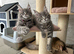 TICA REG Maine Coon XXL Kittens