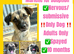 Marlene for Adoption - 10 months old