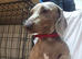 Lilac and fawn female miniature dachshund