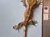 Female crestie and full set up