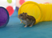 Hamster for sale with full set up