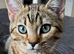 2 LOVING Scottish Bengal kittens PERFECT MIX