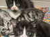 2 x black and white kittens