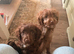 Toy cockapoo puppies
