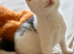 Adorable Kittens Looking for Loving Homes