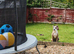 Staff x Bull mastiff for rehoming