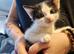 Maine coon cross
