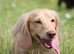 Standard Long Haired Daschund Female