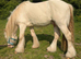 Cremello hermits bred colt