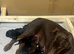 Beautiful Full Doberman Puppies – Ready from 8 Weeks