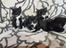 Beautiful kittens