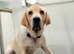 Yellow Labrador 8 months