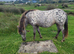 2yr old spotted filly