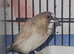 Zebra finch, Bengalese, Doves, quails available