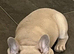 Beautiful female frenchie