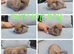 Mini lop babies available for reserve