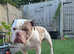 Olde tyme bulldog for stud