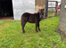 Standard Shetland Gelding Yearling