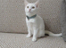 Pure white female kitten