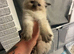 colour point ragdoll kittens only 2 left
