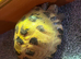 Horsefield Tortoise